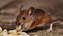 24 Hour & Emergency Exterminators in August F Haw, CA